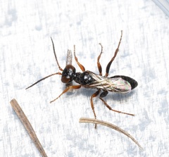 Diploplectron