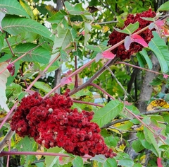 Rhus typhina