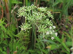 Oenantheae