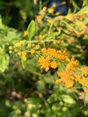 Solidago mexicana