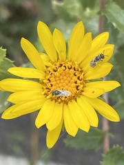 Cockerellia