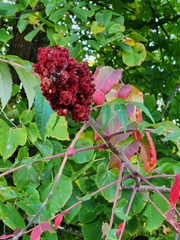 Rhus typhina