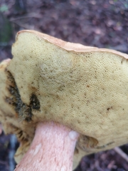 Boletus chippewaensis