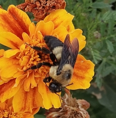 Bombus fraternus