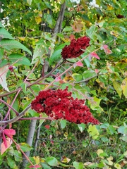 Rhus typhina