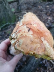 Boletus chippewaensis
