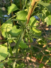 Solidago mexicana