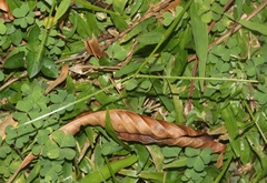 Paspalum conjugatum