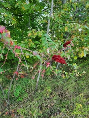 Rhus typhina