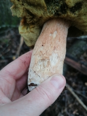Boletus chippewaensis