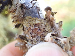 Melanohalea exasperatula