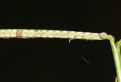 Paspalum conjugatum