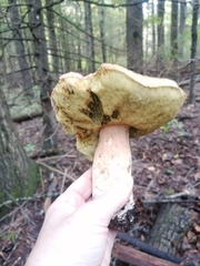 Boletus chippewaensis