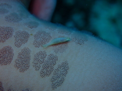 Zenopontonia soror