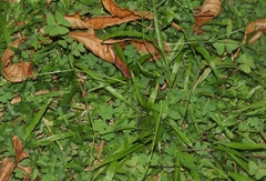 Paspalum conjugatum