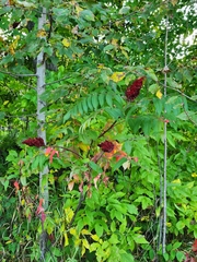 Rhus typhina