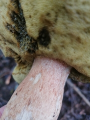 Boletus chippewaensis