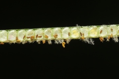 Paspalum conjugatum