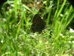 Callophrys gryneus