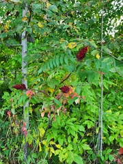 Rhus typhina