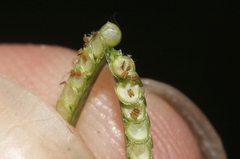 Paspalum conjugatum