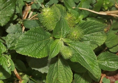 Acalypha alopecuroidea
