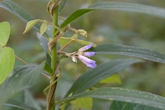 Amphicarpaea bracteata comosa