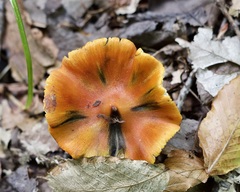 Hygrocybe