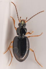 Bembidion