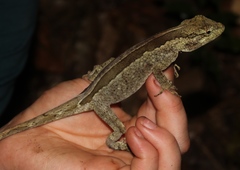 Anolis petersii