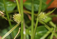Cyperus brevifolius