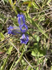 Gentiana puberulenta