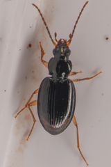 Bembidion