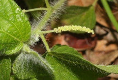 Acalypha alopecuroidea