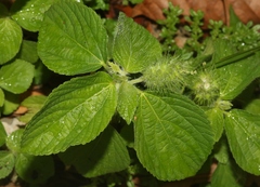 Acalypha alopecuroidea