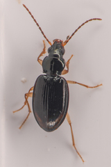 Bembidion