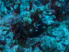 Pseudocheilinus hexataenia