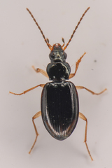 Bembidion