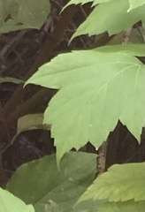 Acer glabrum
