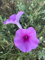 Ipomoea sagittata