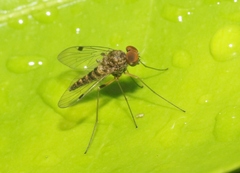 Chrysopilus