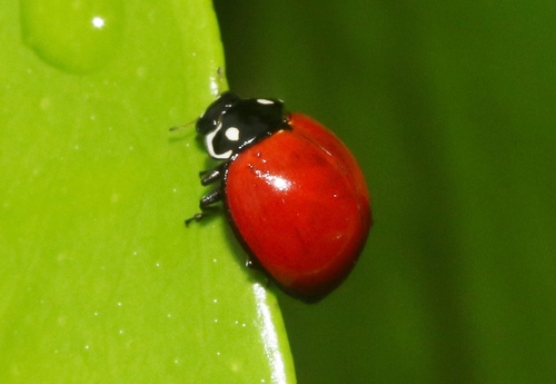 Spotless Lady Beetle, photo 5 of 7