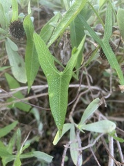 Ipomoea sagittata