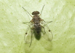 Chrysopilus