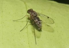 Chrysopilus