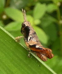 Eujivarus meridionalis