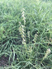 Bouteloua rigidiseta