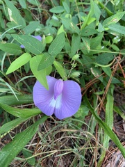 Centrosema virginianum