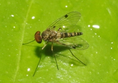 Chrysopilus