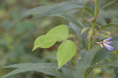 Amphicarpaea bracteata comosa